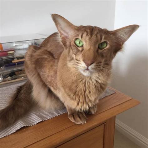 They are vocal, companionable and full of personality and can make great family pets. oriental longhair on Tumblr