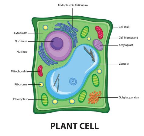 Draw A Well Labelled Diagram Of A Plant Cell