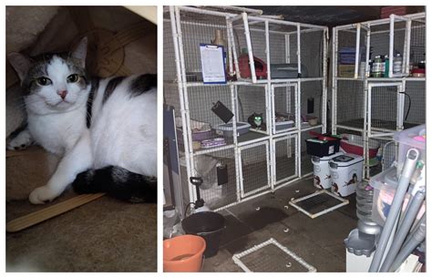 One Cat Still Missing After Vandals Trash Animal Sanctuary In Wythall