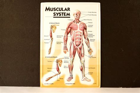 Vintage 3d Human Body Chart Muscular System Human Muscle Anatomy C
