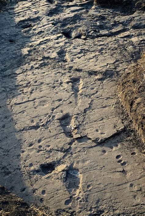 Oldest Human Footprints Discovered In Tanzania Offer Amazing Insight