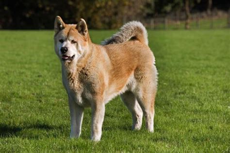 Japanese Akita Seized From Owner By Cops After After Mauling Two Dogs