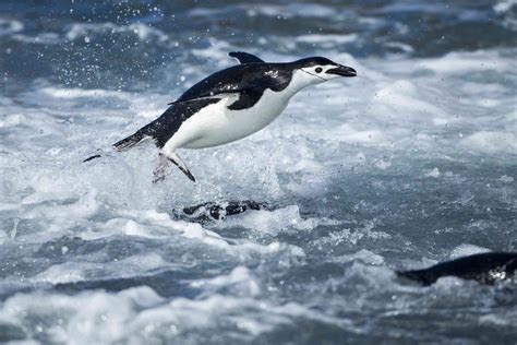 10 Incredible Animals That Live In Antarctica