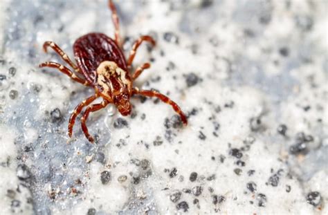 What Does A Tick Look Like Petmd