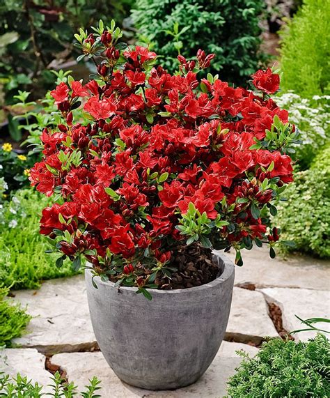 Stir the vanilla and lemon zest into the butter, then set aside to cool. Rhododendron japonais 'Kazuko' | Arbres & arbustes ...