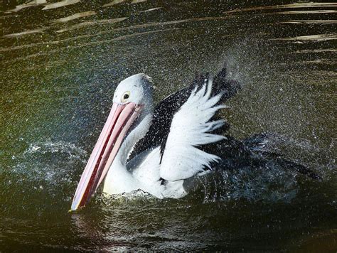 Australian Pelican Shower Time Photograph By Margaret Saheed Pixels