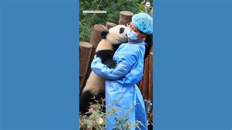 Giant Panda Cub Tries To Give Hugs And Kisses To Keeper Good Morning