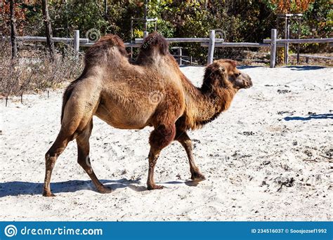 Bactrian Camel Mammal And Mammals Land World And Fauna Stock Image