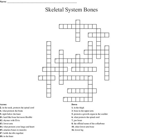 Bone Anatomy Crossword 32 Anatomy Crossword Puzzles Ferrarotti Dr