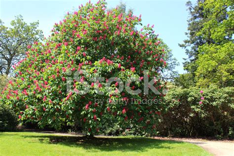 At maturity the red horsechestnut may reach 30 to 45 feet tall and wide. 红马板栗树花 (七叶树 X 草） 的形象 照片素材 - FreeImages.com