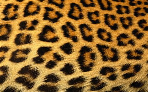 Alf Img Showing Leopard Animal Print
