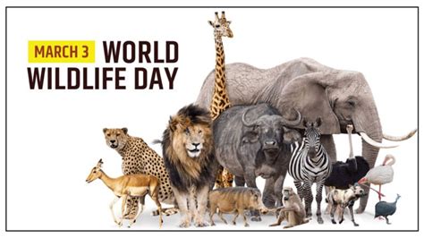 World Wildlife Day 2021 Theme History Poster Quotes Ebnw Story
