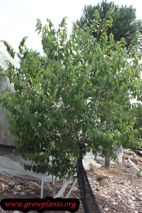 We did not find results for: Atemoya tree - How to grow & care