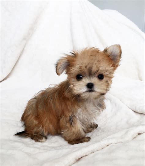 Micro Teacup Morkie Puppy For Sale Iheartteacups