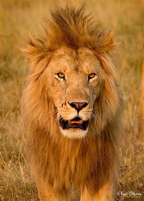 For a start, hair gels have gotten a bad rap in terms of the crunchy hold they provide. Used too much hair gel ️ (With images) | Like animals, Big ...
