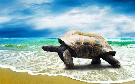 Baby Sea Turtle Wallpaper 55 Images