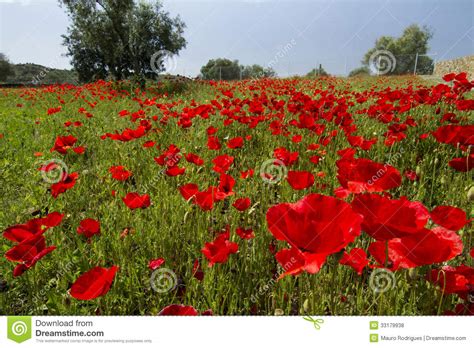 Red Poppy Flower Field Stock Photo Image Of Plant