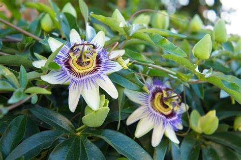Propagating Passion Flower: How To Propagate Passion Flowers