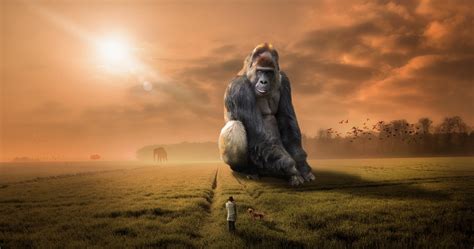 Gorilla Wallpapers Top Free Gorilla Backgrounds Wallpaperaccess