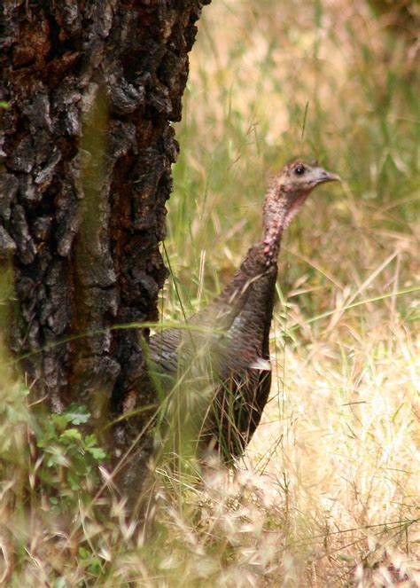 Maleagris Gallopavo Wild Turkey Hen Maleagris Gallopavo Flickr