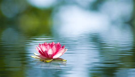 Beautiful Lotus Flower On The Water In A Park Closeup