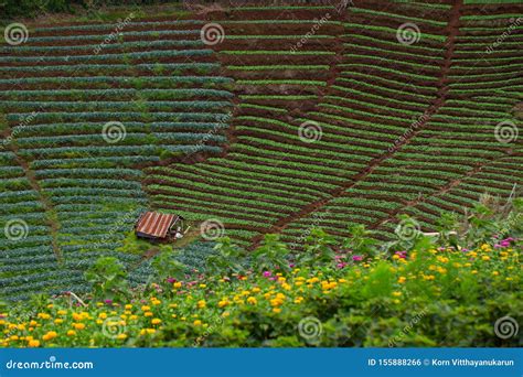 Agriculture Field Of Vegetable In The High Mountain Hill Slope Stock