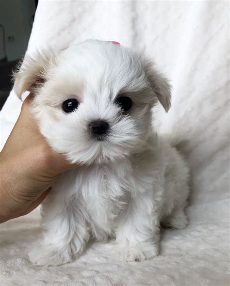 Teacup Maltese Puppy For Sale Bebe Iheartteacups