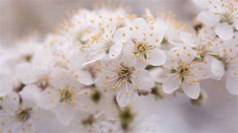 Blossom White Flowers In Blur Background 4k 5k Hd Flowers Wallpapers