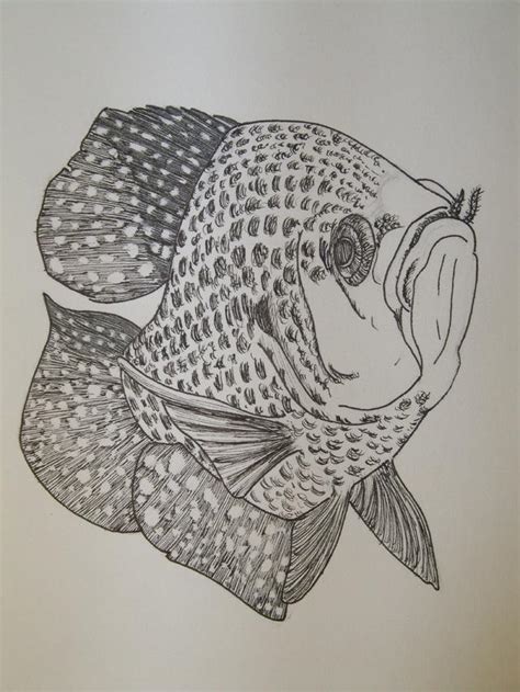So, what you have here is a pretty. Crappie Drawing