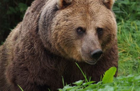 New Study Questions When The Brown Bear Became Extinct In Britain