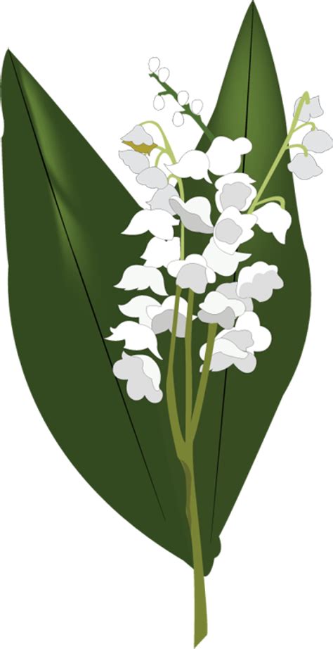 Lily Of The Valley Png Transparent Images Png All