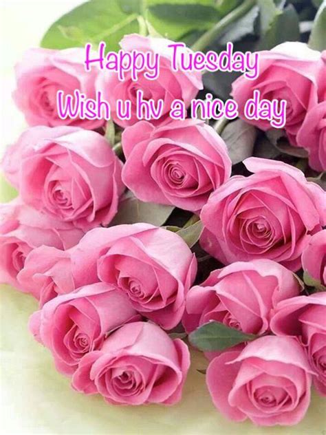 Sweet Tuesday Beautiful Roses Beautiful Pink Roses Pink Flowers