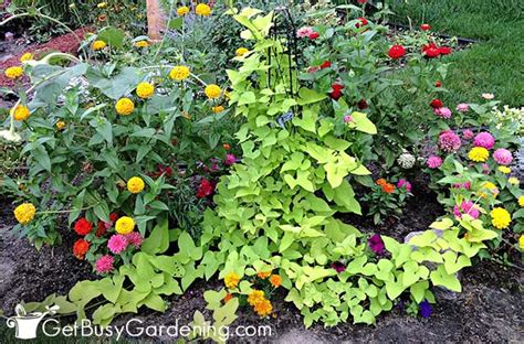 Sweet Potato Vine Plant Care And Growing Guide