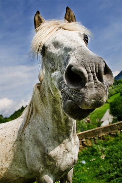 White Horse Making A Funny Face Stock Photo Image Of Outside