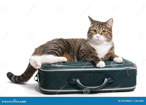 Cat In A Suitcase Stock Photo Image Of Young Luggage 34748852