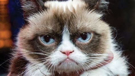 Being Happy Grumpy Cat Cats Funny Grumpy Cat Memes