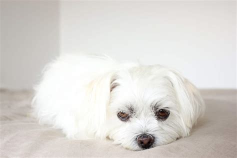 Jaxon is a maltese / shih tzu mix breed dog. The Adorable Maltese Shih Tzu (AKA MalShi) Is About To Win You Over - Animalso