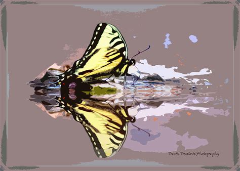 Reflections On Water Butterfly Photograph By Travis Truelove