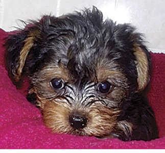 Doesn't get any cuter then this. Teacup Yorkie Puppies Available For Adoption for Sale in ...