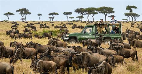 Nairobi 4 Day Masai Mara And Lake Nakuru Safari Mid Range Getyourguide