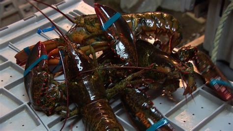 Nova Scotia Lobster Industry Facing Challenging Season Nova Scotia