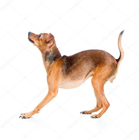 Dogs Side View Side View Of Pet Dog — Stock Photo © Oksun70 59347429
