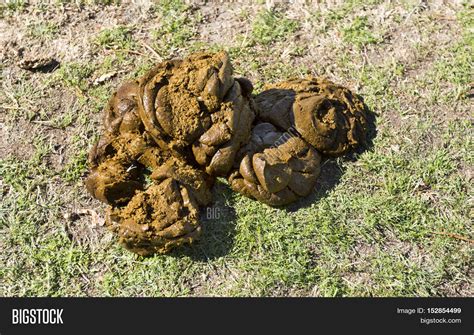 Cow Dung Known Cow Image And Photo Free Trial Bigstock