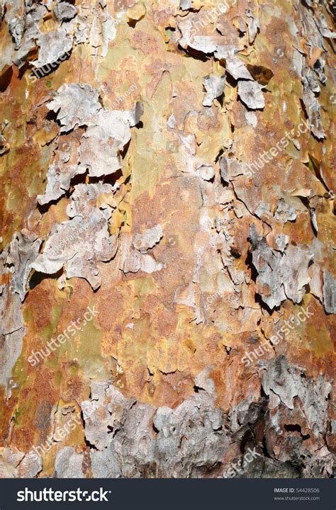 Tree Bark Peeling Stock Photo 54428506 Shutterstock