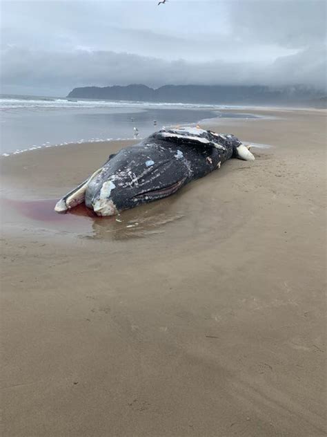 Gray Whale Washes Up On Beach Near Sandlake