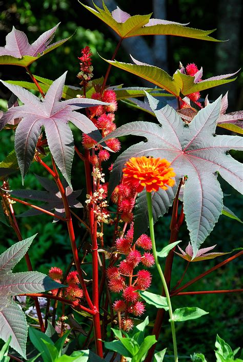 Flowers to grow from seed. No-Fail flowers to Grow from Seed | Learn to Garden