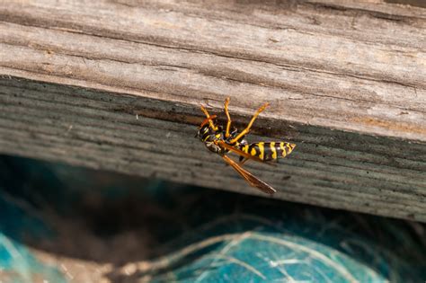 Most Common Wasps In Tennessee Us Pest Protection