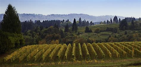 About The Valley Willamette Valley Wineries