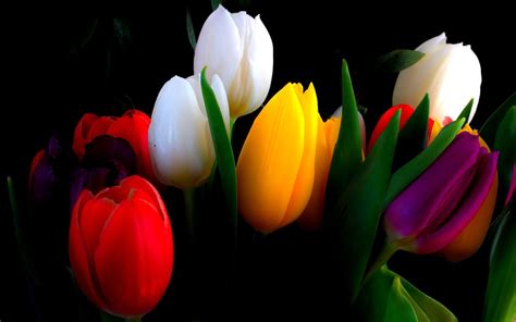 Tulip Flower Hd Wallpapers Wallpaper Cave