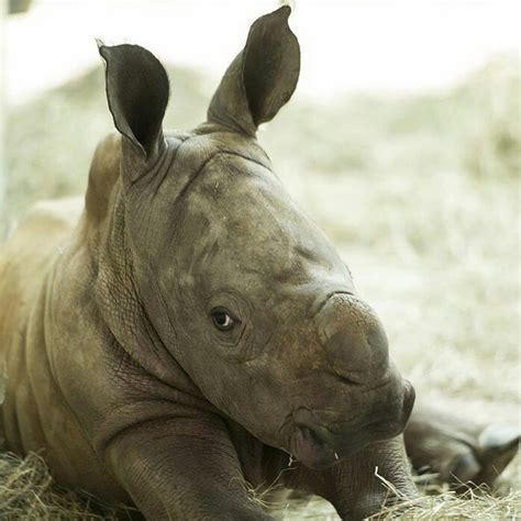 Im A Cute Baby Rhino Youtube